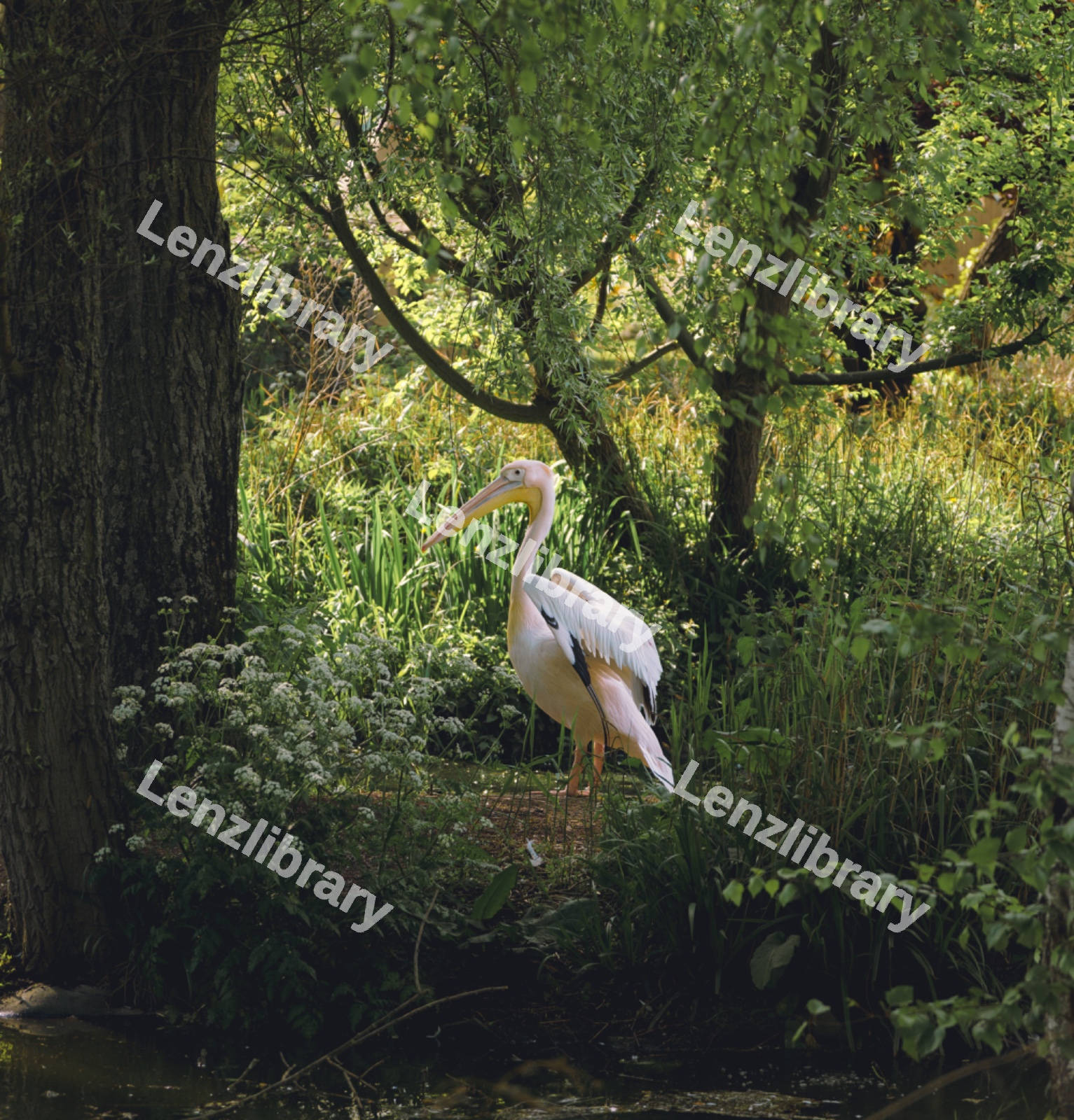 A Pelican Standing Lonely